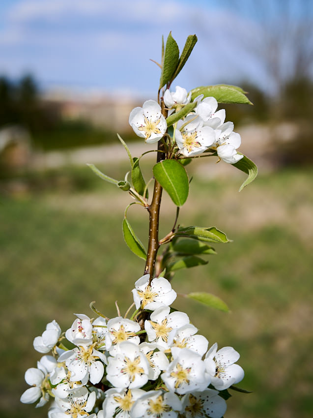 20220418 Ostermontag in Wolfsthal