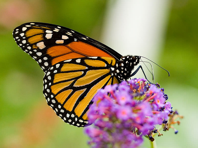 Amerikanischer Monarch