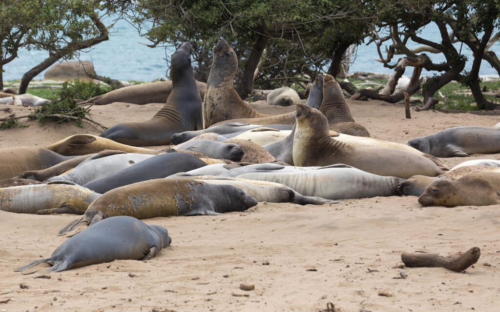 Northern Sea Elephant Colony in Año Nuevo State Park